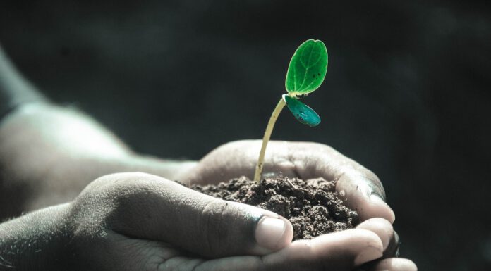 Co je to grow box a co s ním můžete pěstovat?